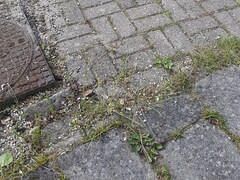 Volkswagen New Beetle - 2.0 Highline In zeer goede staat. Rijdt geweldig. Krijgt voor aflevering nog nieuwe remschijven en remb