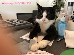 Citroën C4 Cactus - PureTech Shine 60KW / 82PK Navigatie