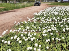 Fiat Grande Punto - 1.4 Active