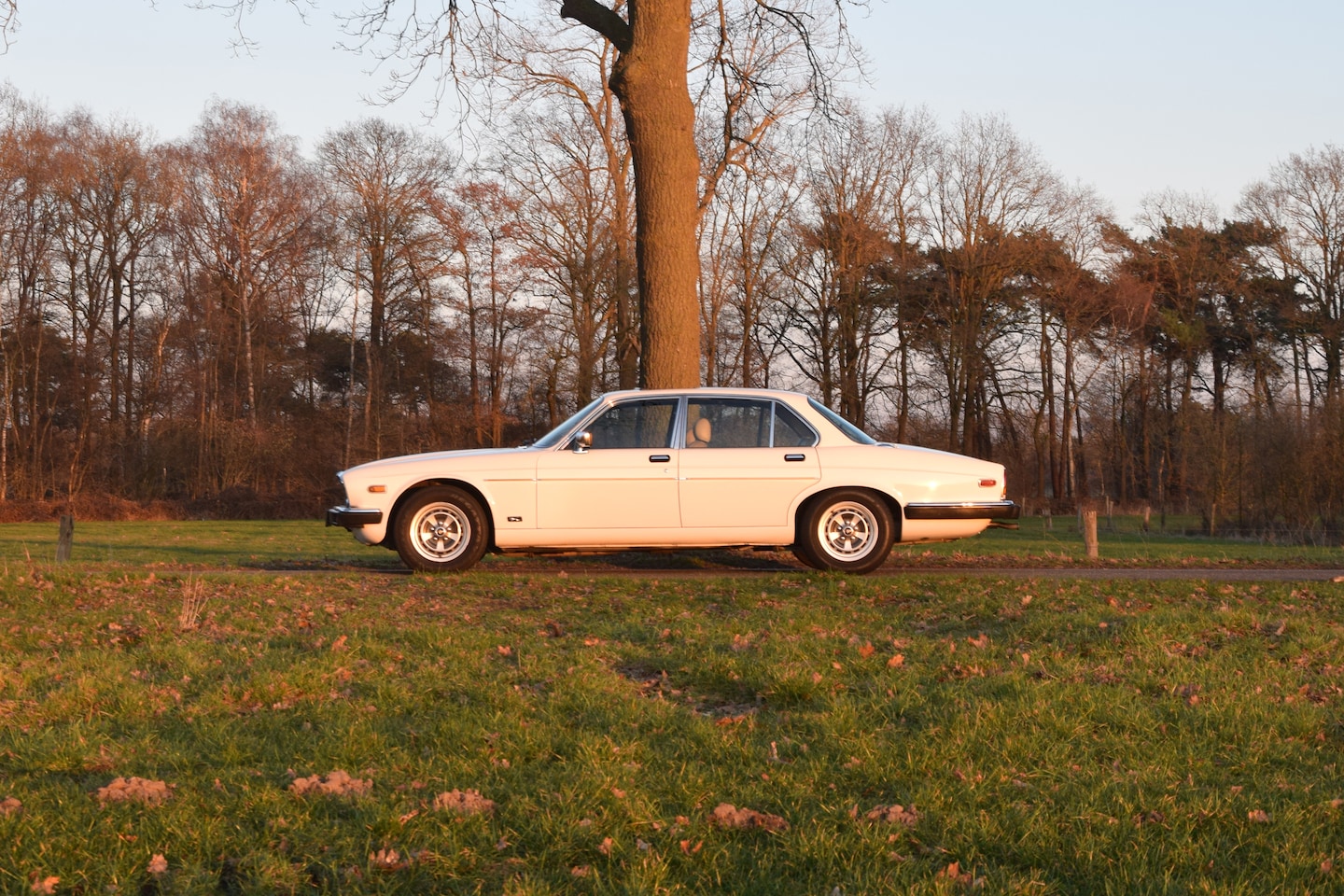 Jaguar XJ - 4.2 S3 4.2 Automatic – Tudor White – 88.444mls – Y1982 - AutoWereld.nl