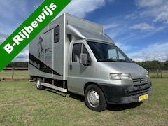 Peugeot Boxer - 3-paards paardenvrachtwagen XXL B-rijbewijs